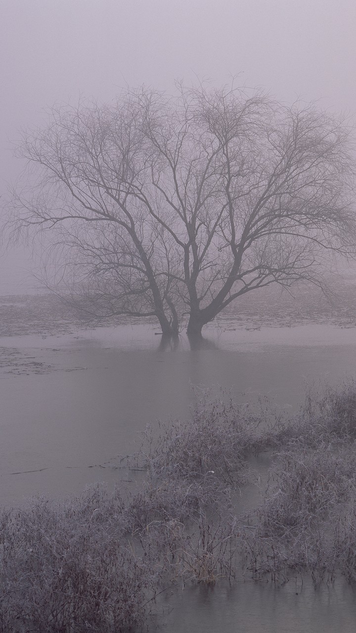 Fog
