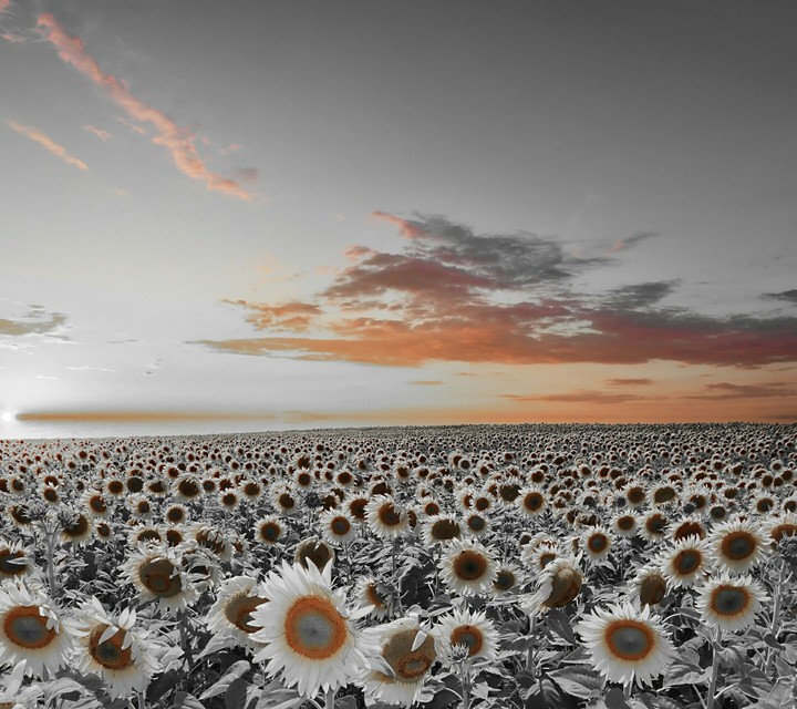 sun flower