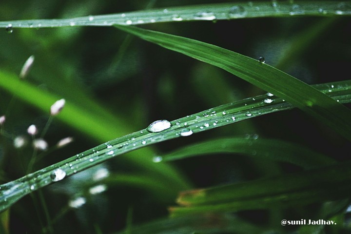 nature