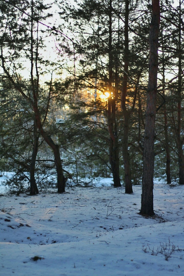 Зимний лес
