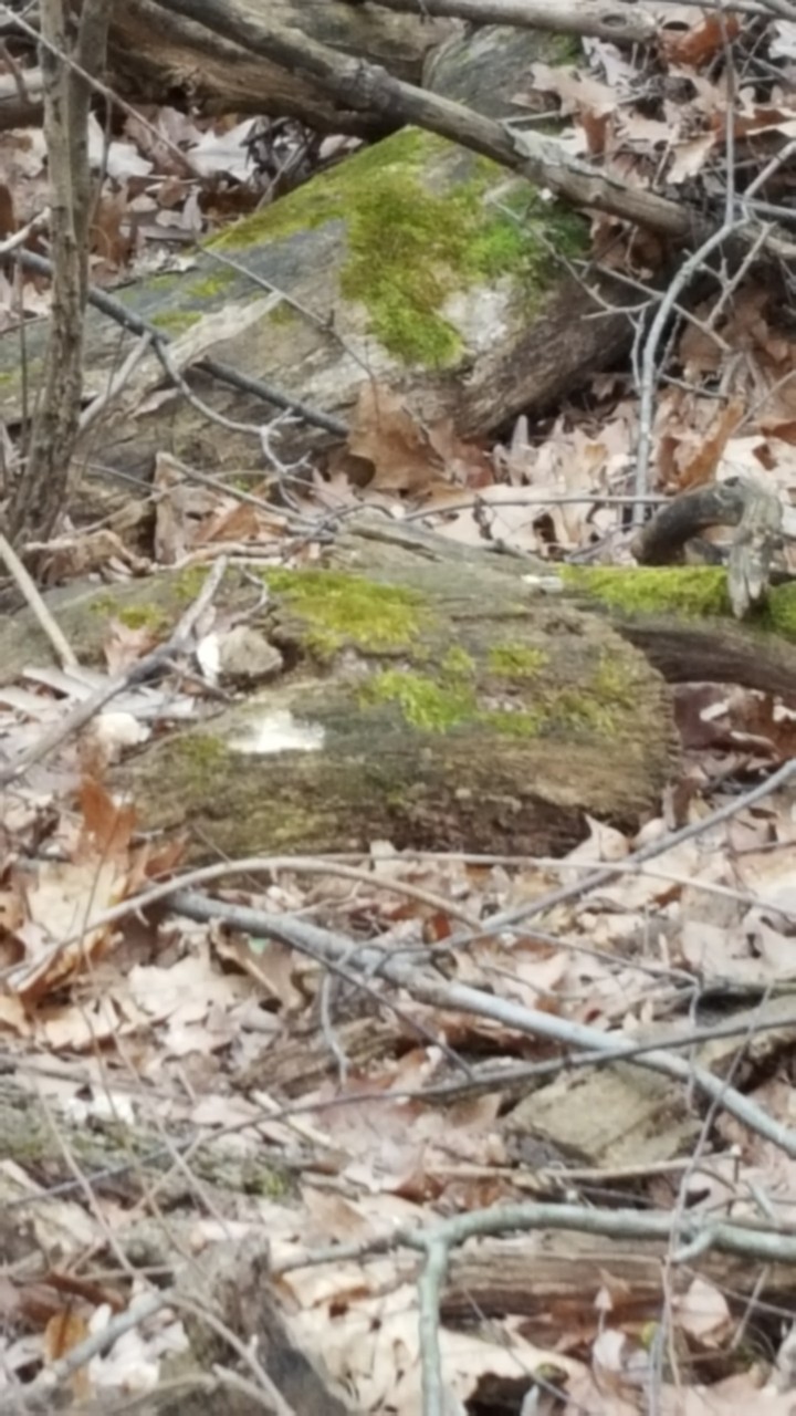 walk in the wood
