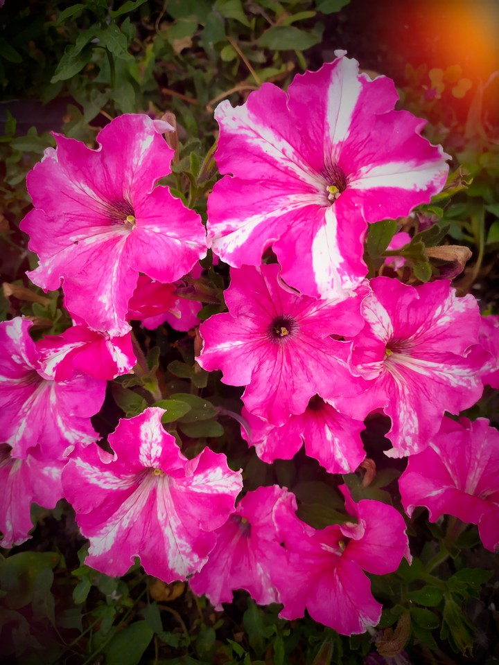 flowers