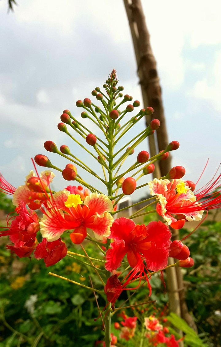 flower