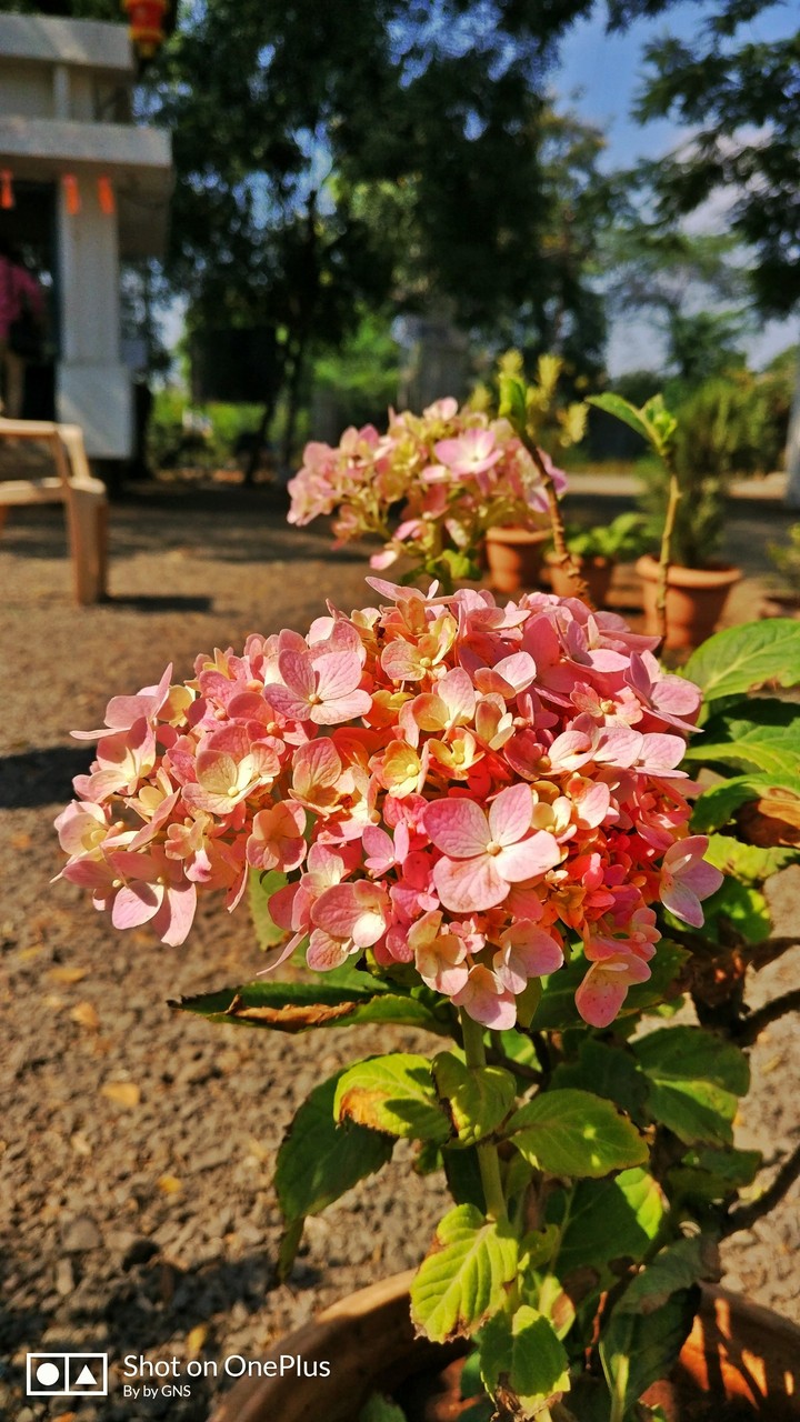 #mobile_click