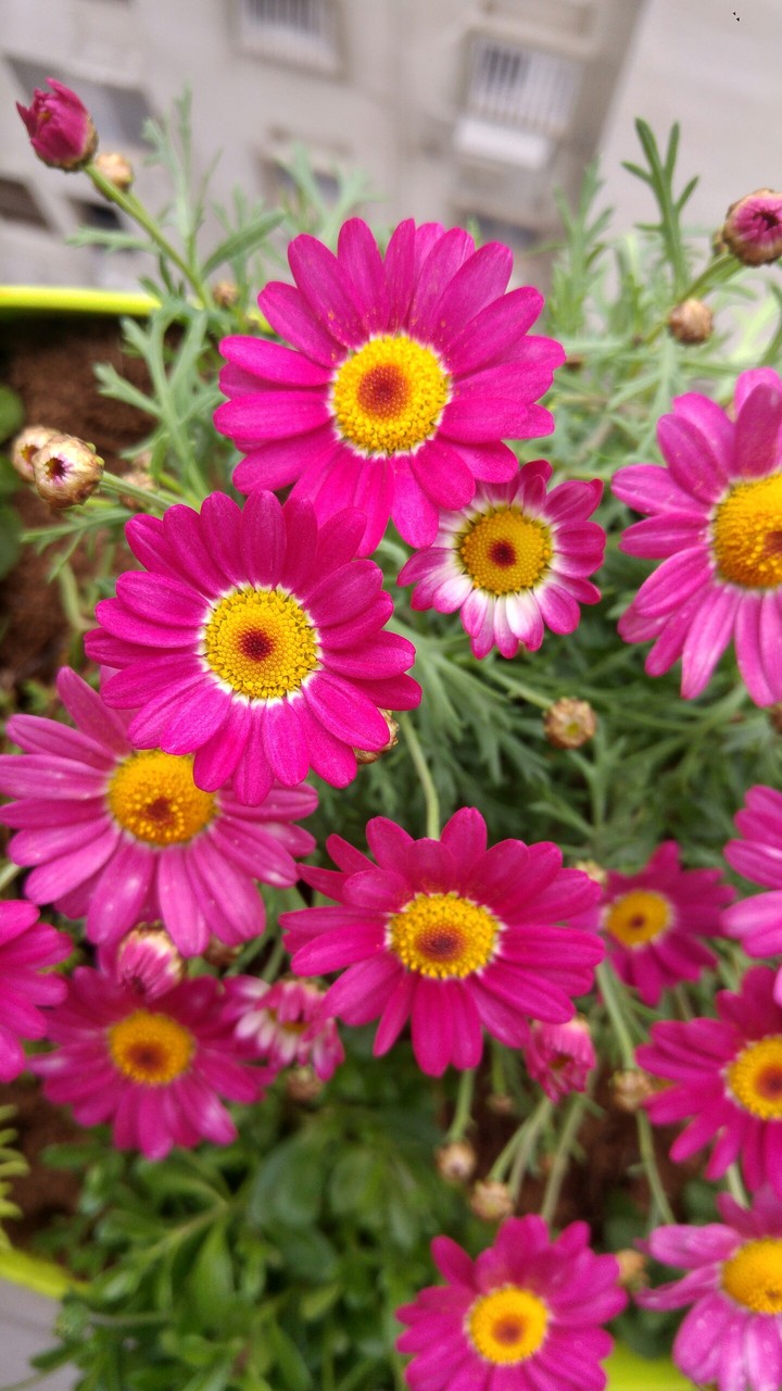 my garden