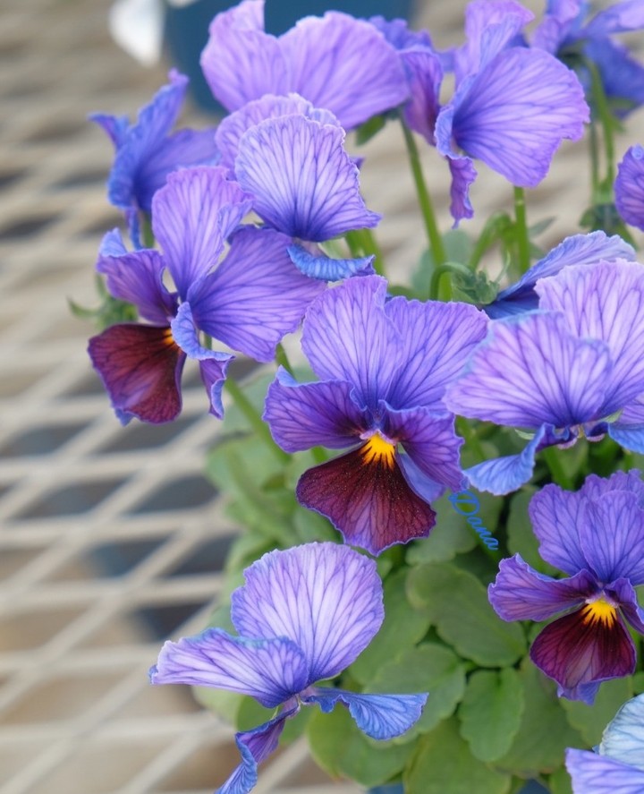 Viola