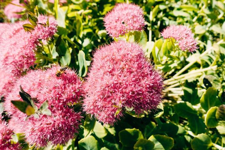 flowers
