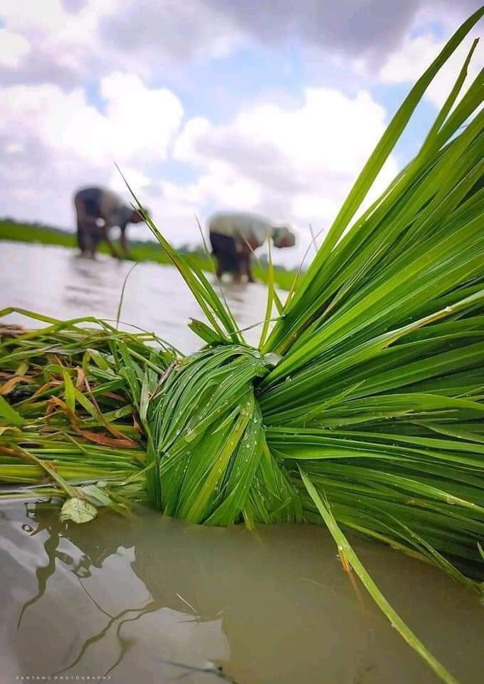 planting