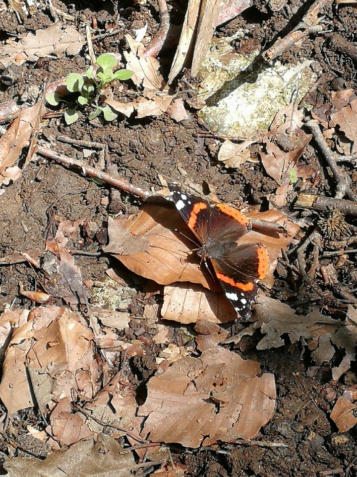 butterfly