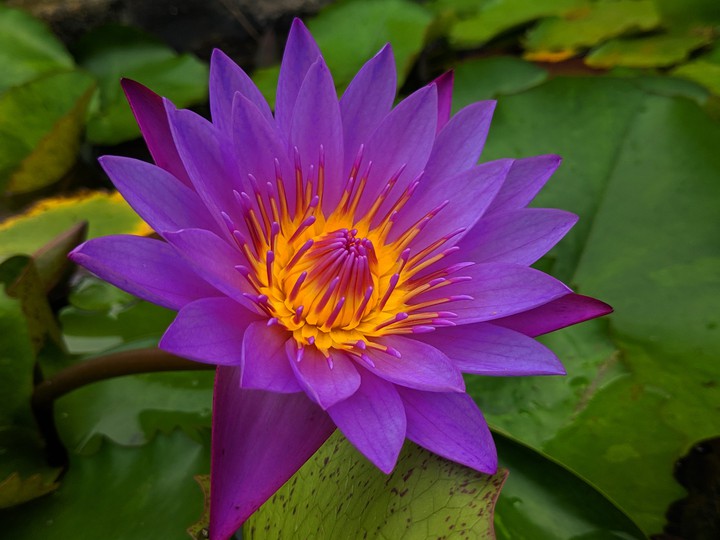 lotus