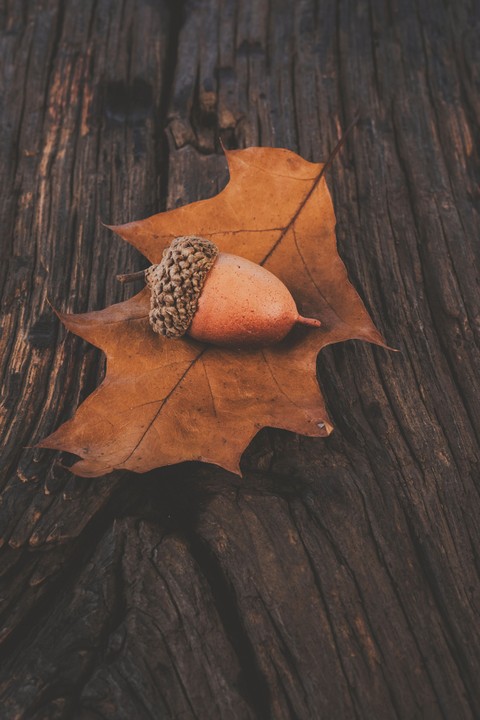 ACORN ON THE LEAF