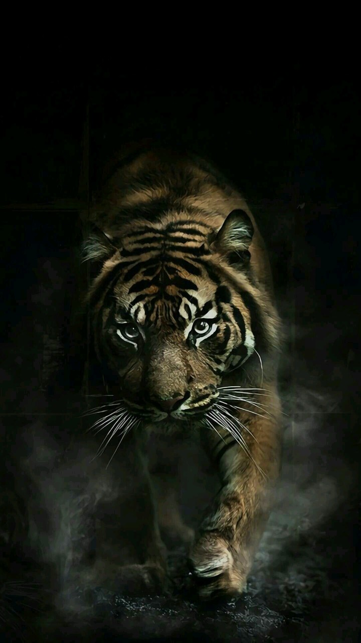 tiger