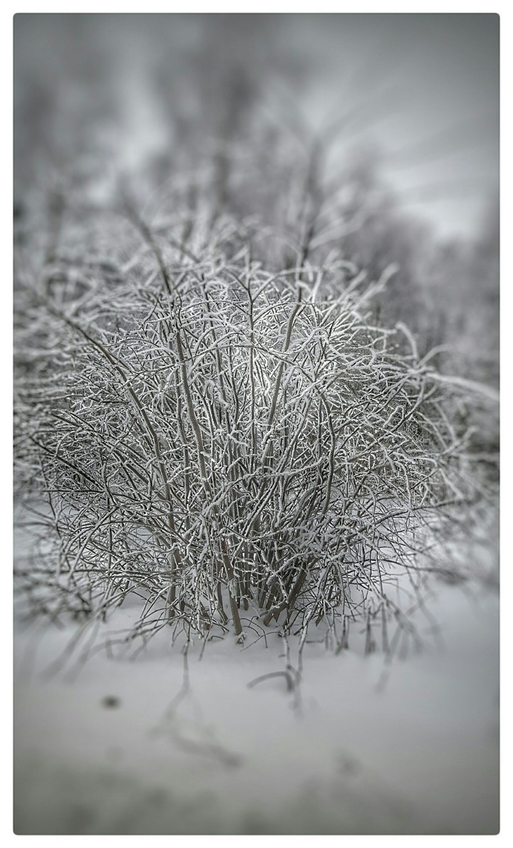 Winter tree