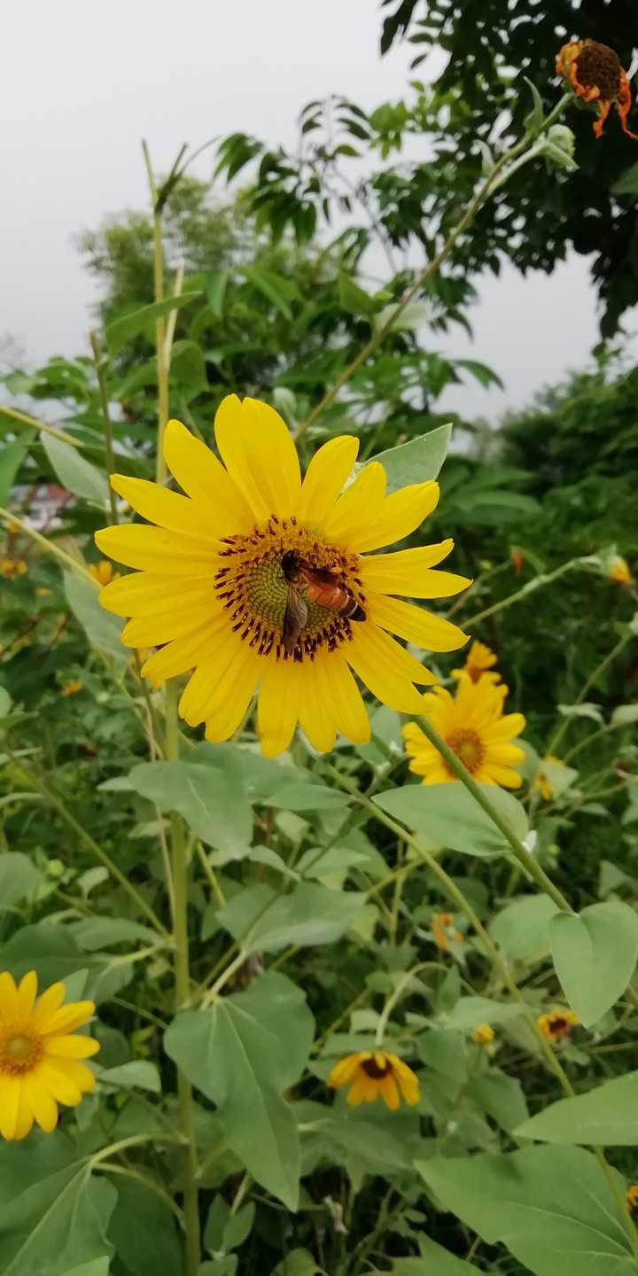 #sunflower and #honeybee