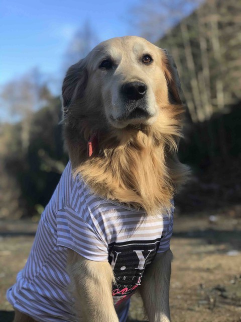 GoldenRetriever