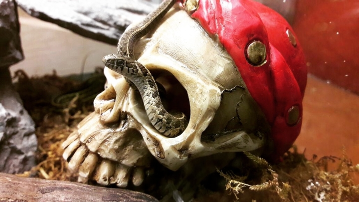 Serpiente