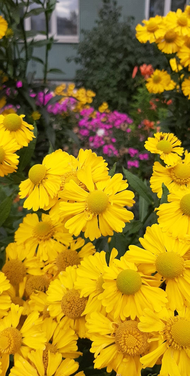 Yellow flowers