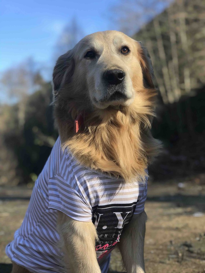 GoldenRetriever