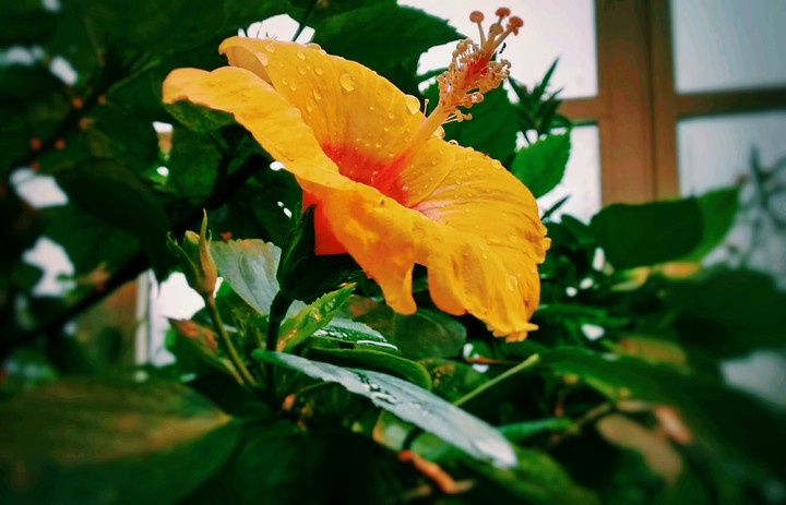 Yellow Rose