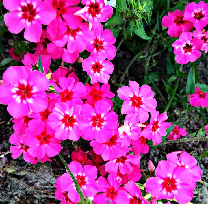 phlox