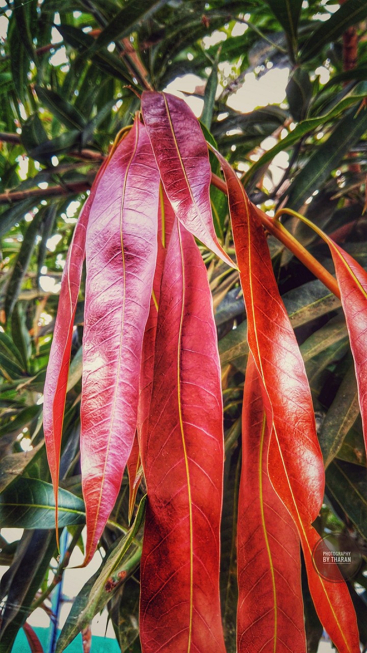 Leaf