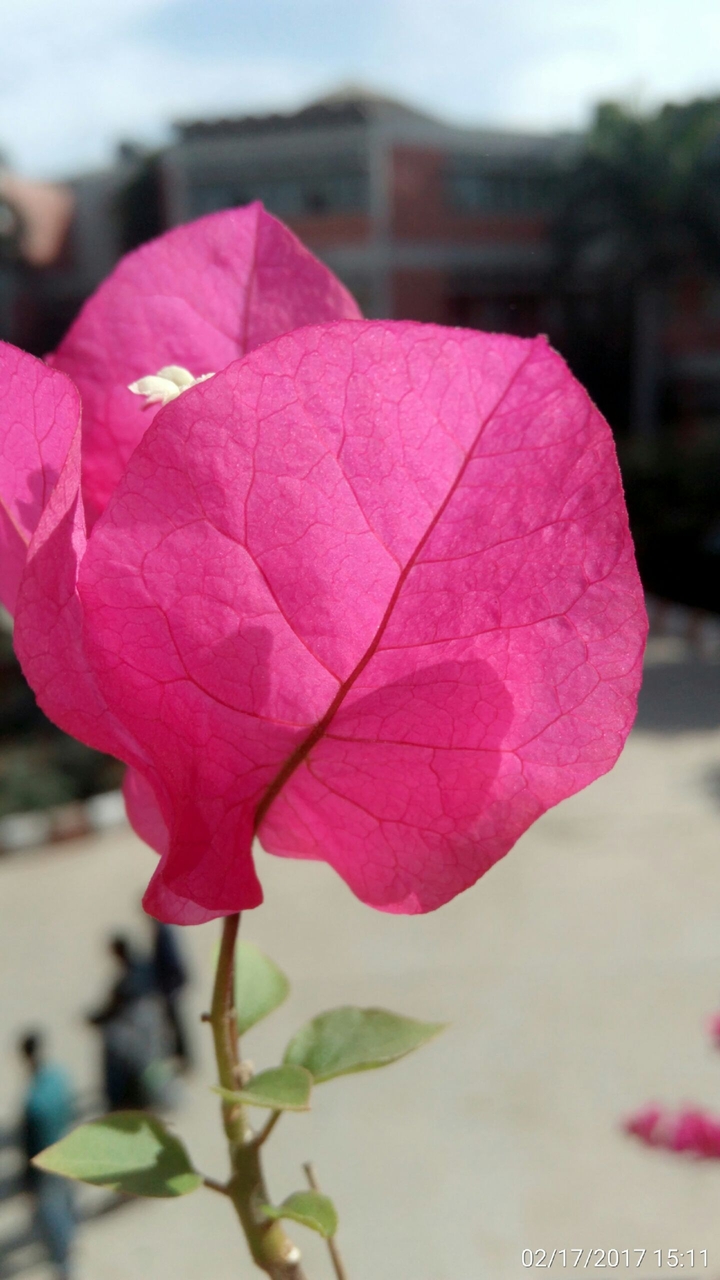 lovers pink