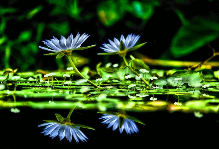natura