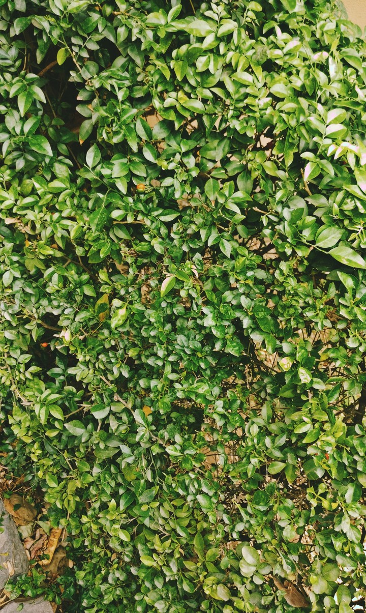 shot on plus leaves