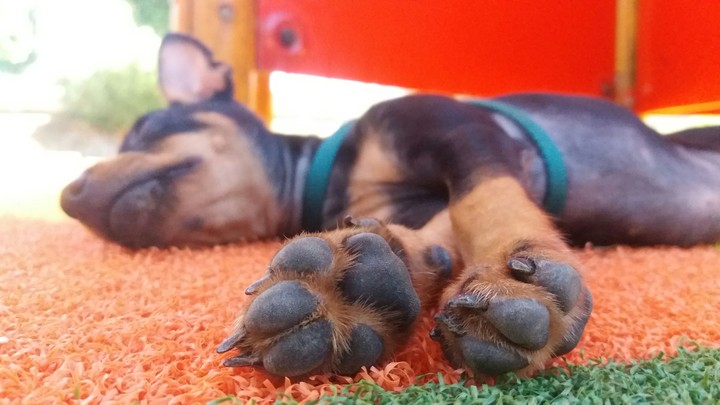 dog