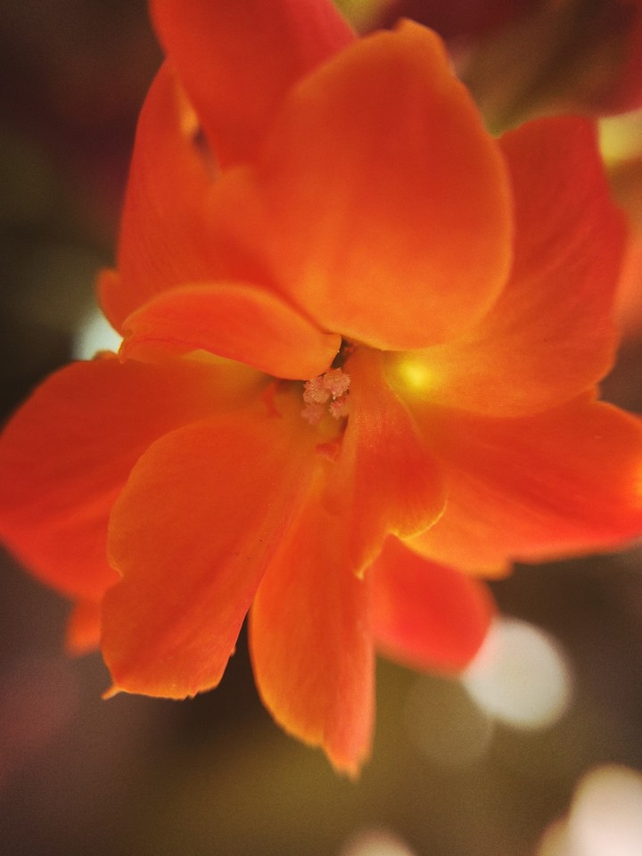 Orange flower with extra macro