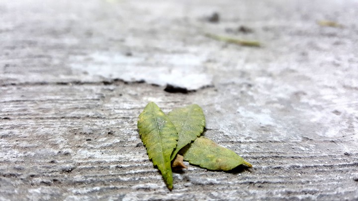 winter leaves