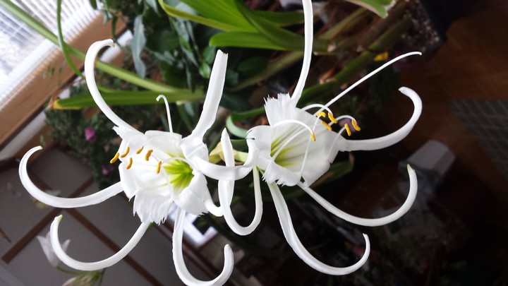 flower