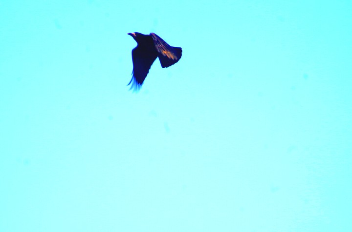 #bird
