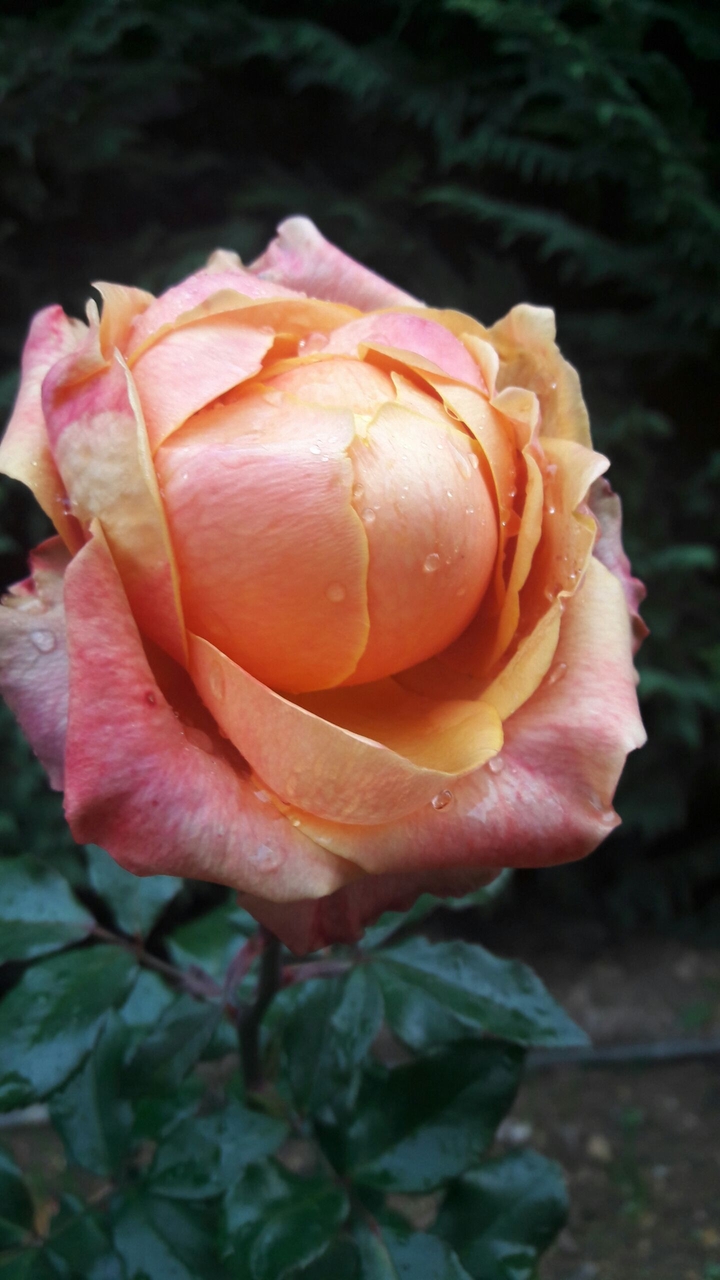 rose