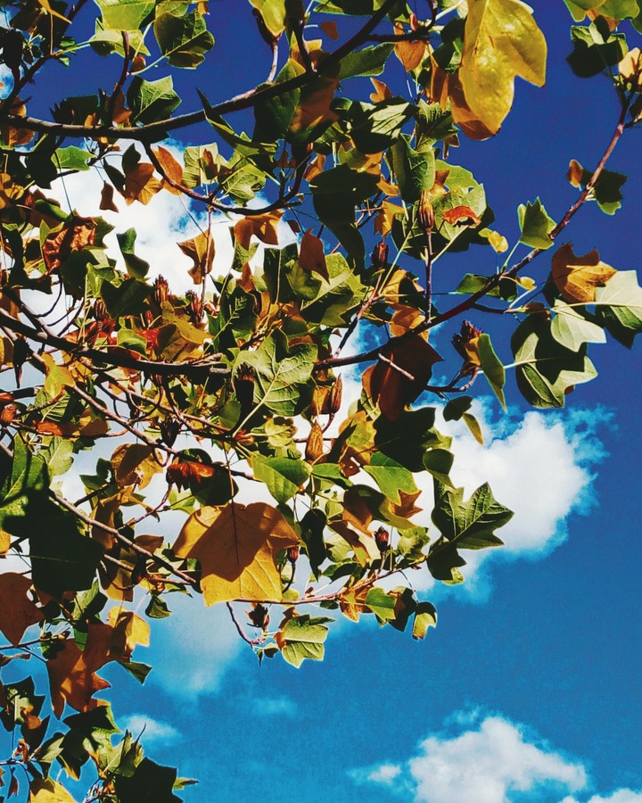 autumn