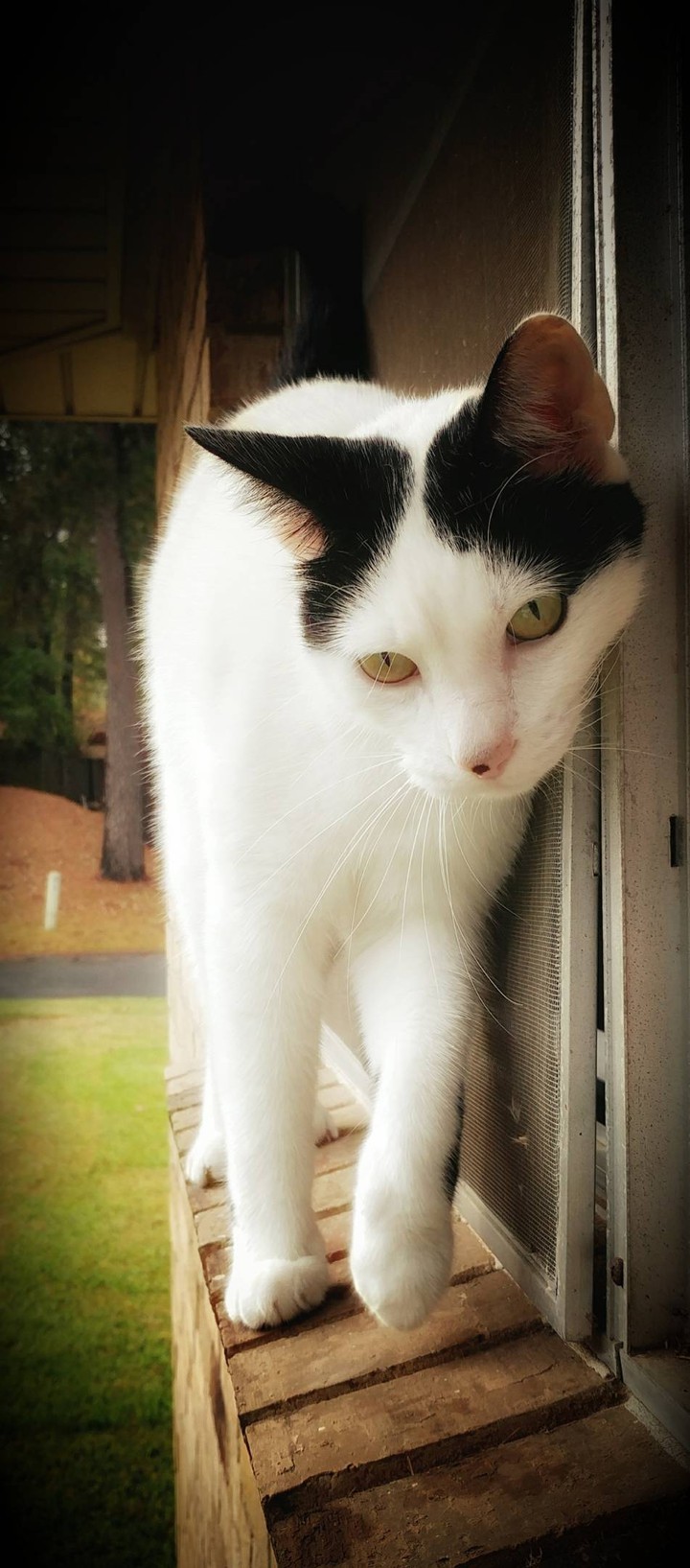 gatinho