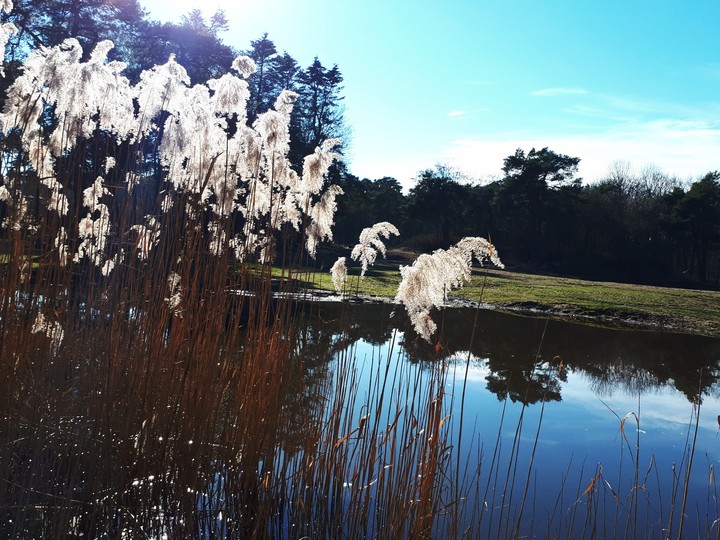 Nature in Holland