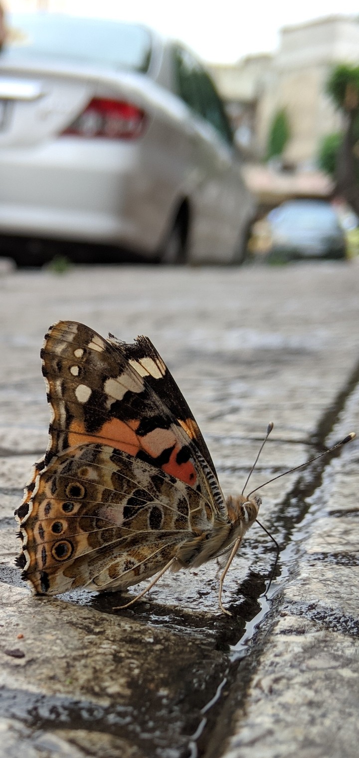 butterfly
