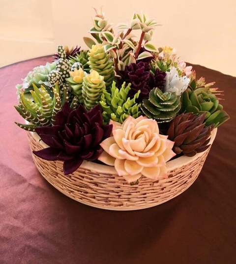 Ornamental cactus