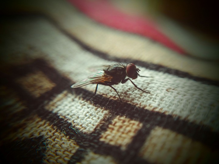 Macro...... Fly.