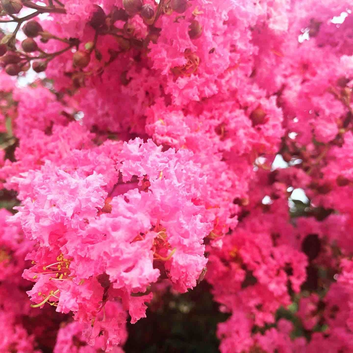 summer blooms