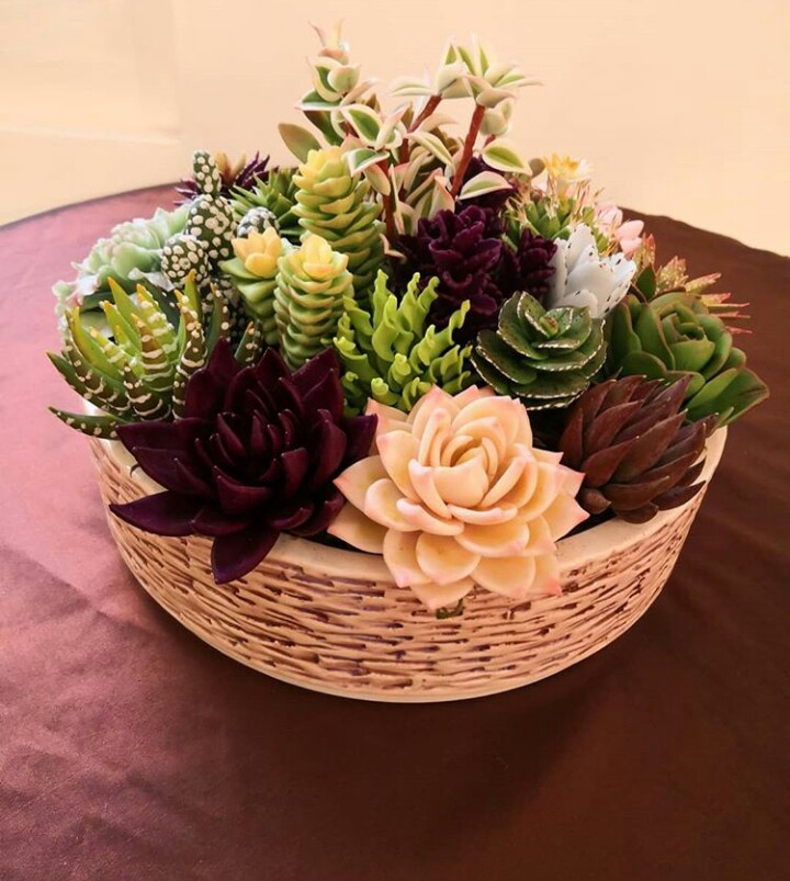 Ornamental cactus