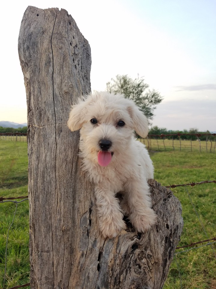 Baby Copis.