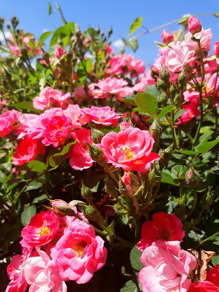 Roses