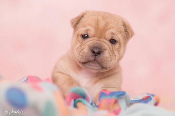 Cute Puppy