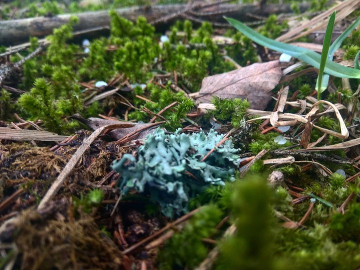 moss