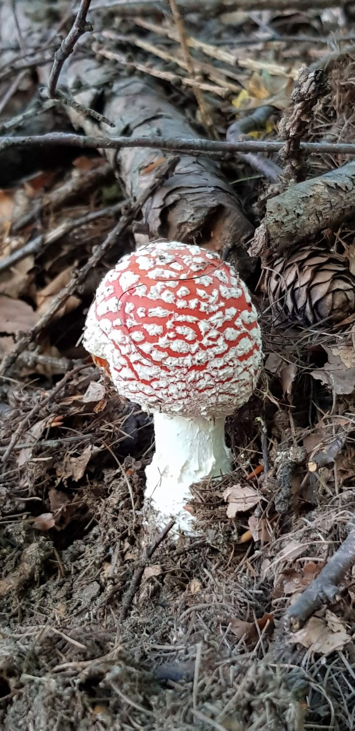 Mushroom