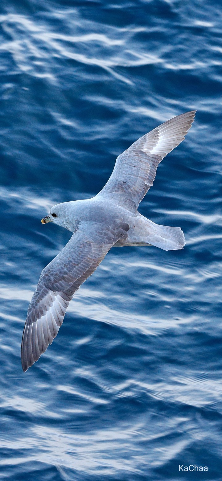 Beautiful bird