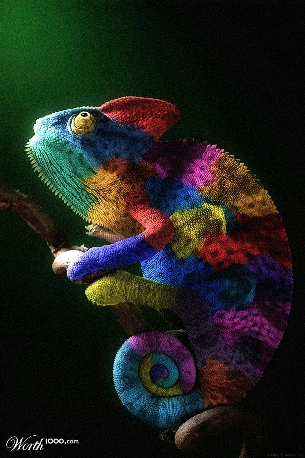 colorido animal