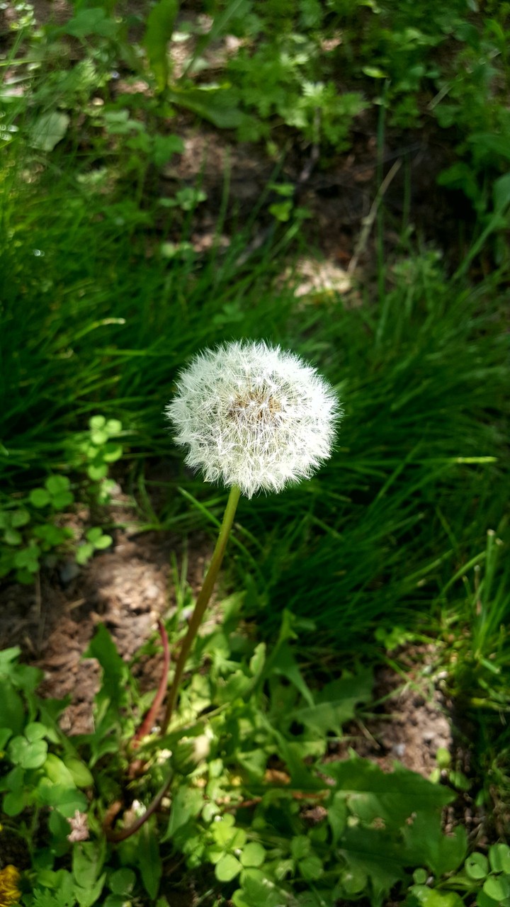 Dandelion